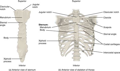 7.5 The Thoracic Cage – Anatomy & Physiology.